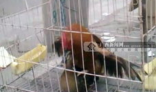 配种视频,揭秘动物繁衍的奇妙瞬间